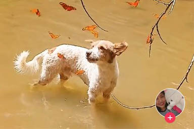 Incanta le farfalle nella giungla amazzonica: l'avventura unica del cane Polar