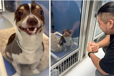 Trovato in un carrello del supermercato, cane viene salvato da due donne