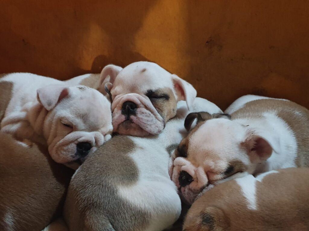 Splendida cucciolata di Bulldog Inglese disponibile!