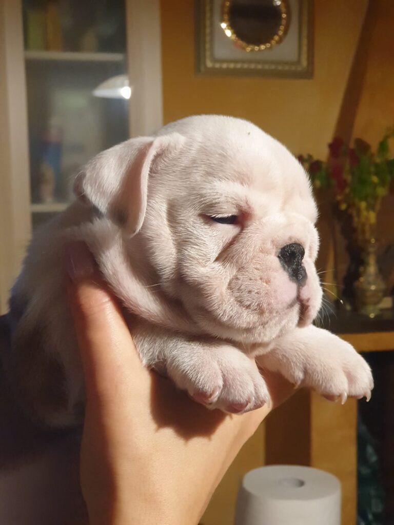 Splendida cucciolata di Bulldog Inglese disponibile!