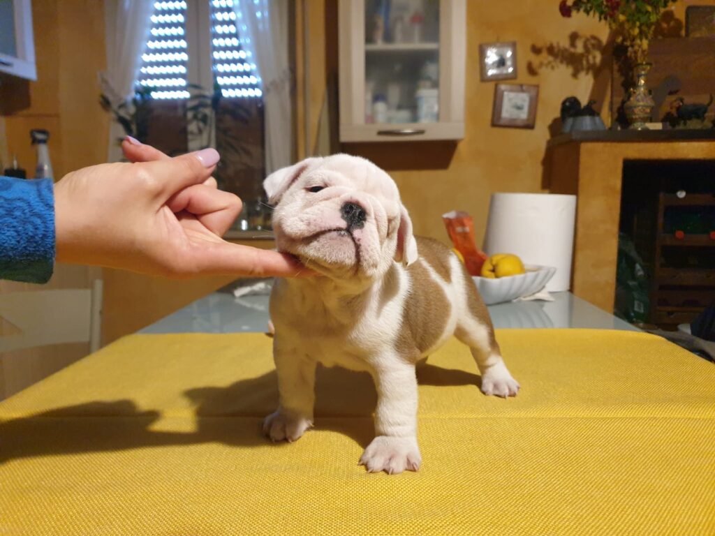 Splendida cucciolata di Bulldog Inglese disponibile!