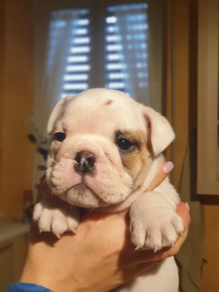 Splendida cucciolata di Bulldog Inglese disponibile!