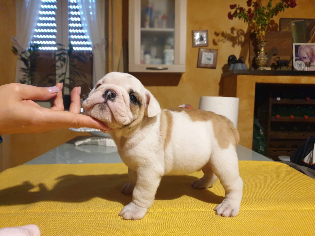 Splendida cucciolata di Bulldog Inglese disponibile!