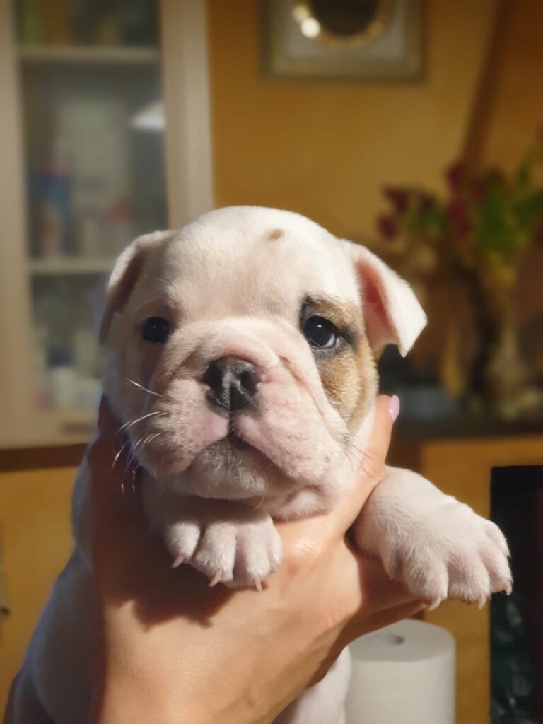 Splendida cucciolata di Bulldog Inglese disponibile!