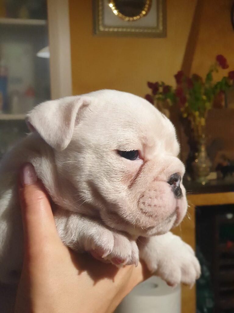 Splendida cucciolata di Bulldog Inglese disponibile!