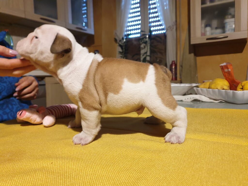 Splendida cucciolata di Bulldog Inglese disponibile!