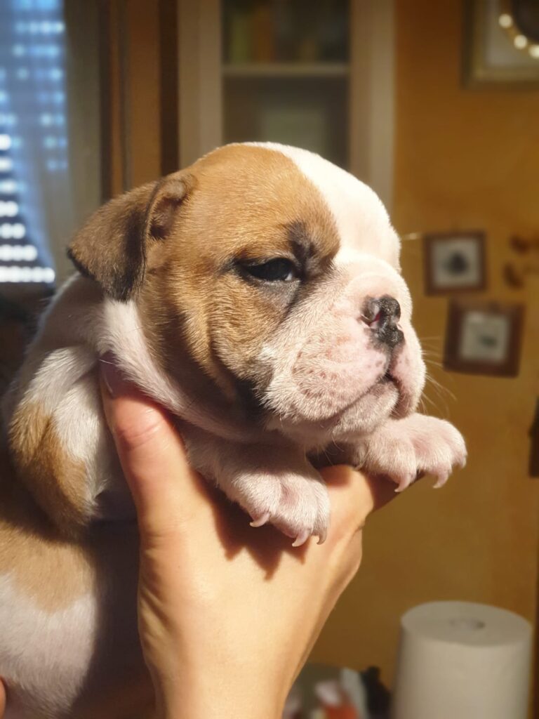 Splendida cucciolata di Bulldog Inglese disponibile!