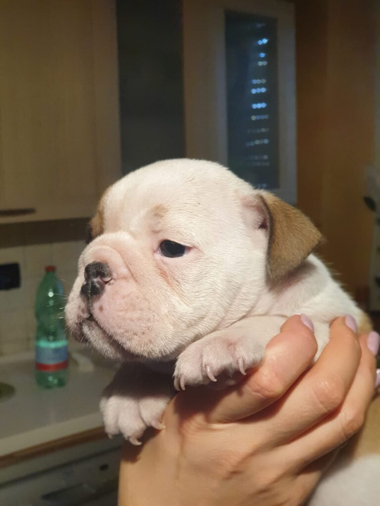 Splendida cucciolata di Bulldog Inglese disponibile!