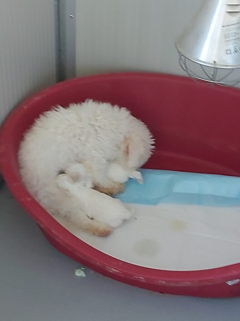 Bichon à pòil frisè maschi e femmine