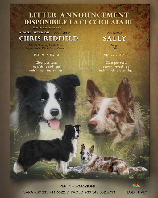 Cuccioli Border Collie