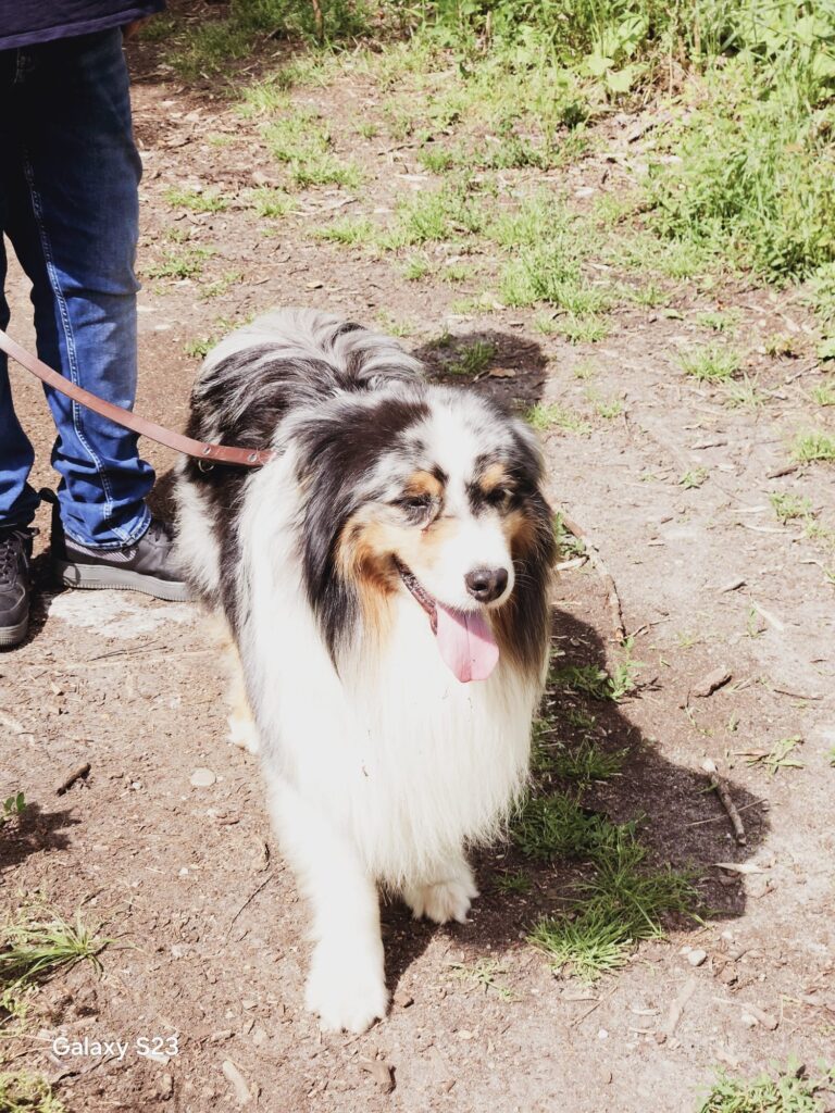 Cuccioli di Pastore Australiano/Australian Shepherd