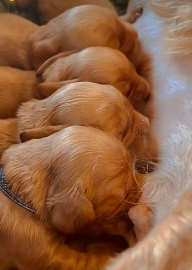 Cuccioli Cocker Spaniel Inglese