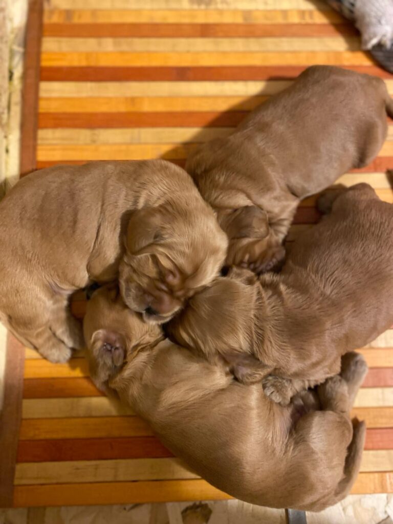 Cuccioli Cocker Spaniel Inglese