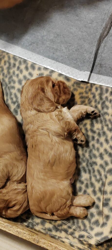 Cuccioli Cocker Spaniel Inglese