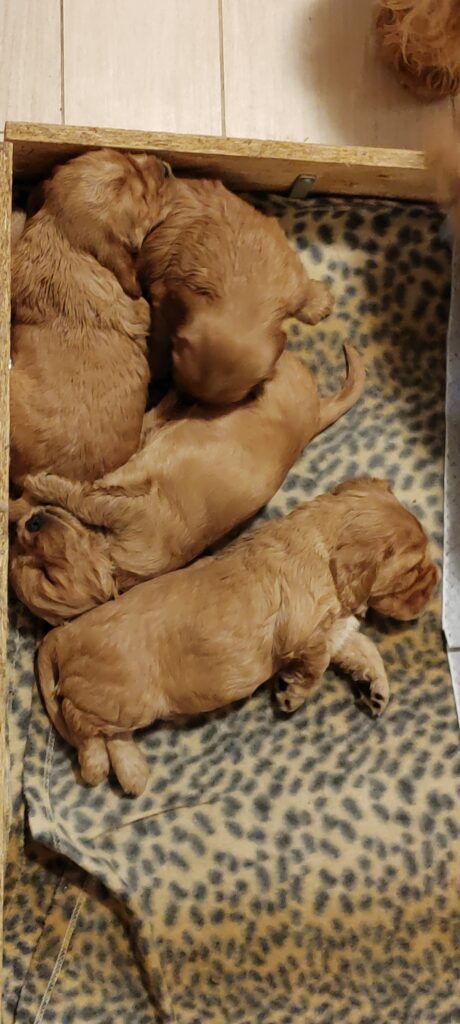 Cuccioli Cocker Spaniel Inglese