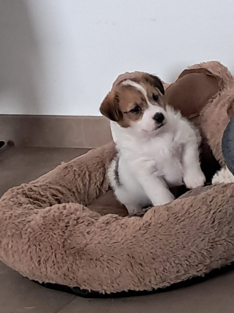 Jack Russell, pedigree roi