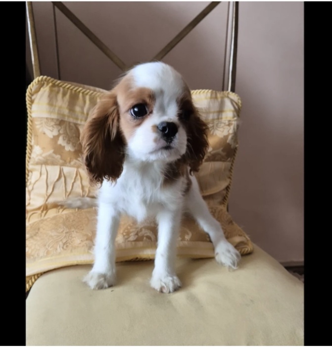 Cuccioli di Cavalier king