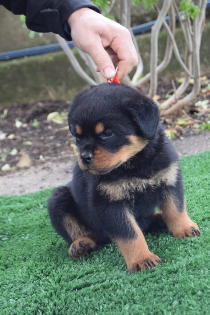 Cuccioli Rottweiler con pedigree