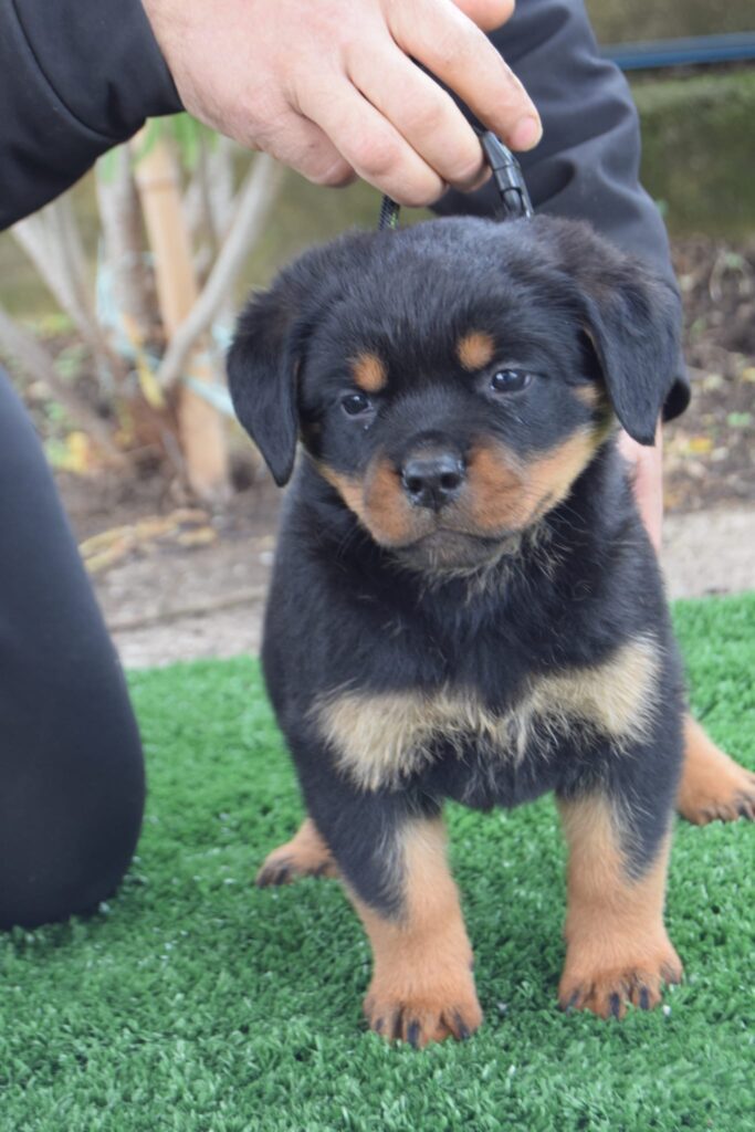 Cuccioli Rottweiler con pedigree