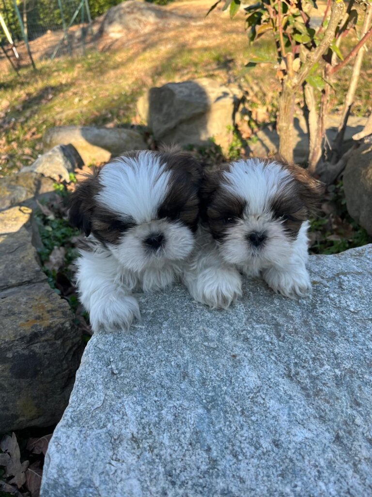 Cuccioli di shih tzu