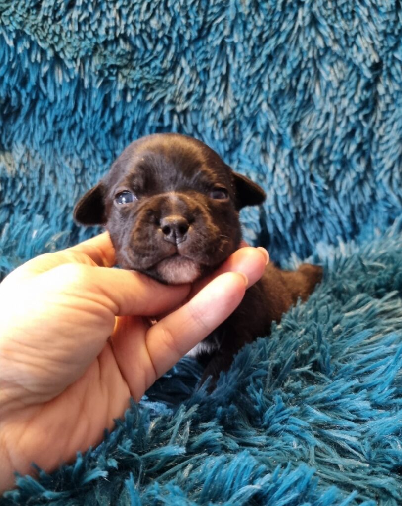 Staffordshire bull terrier cuccioli staffy