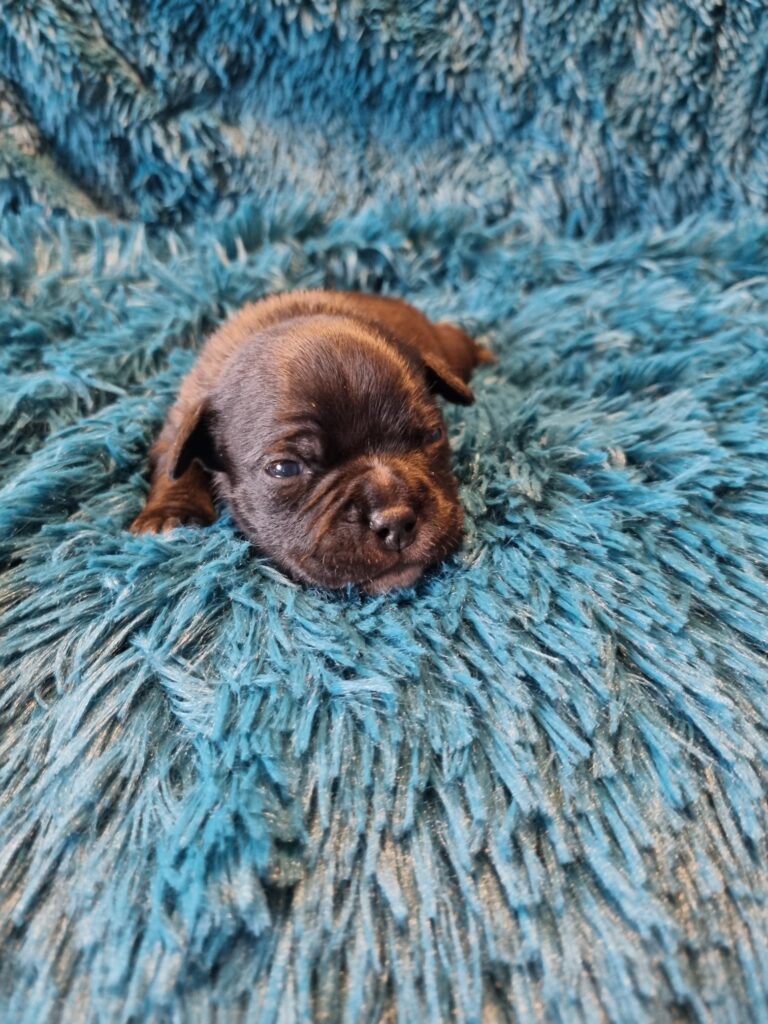 Staffordshire bull terrier cuccioli staffy