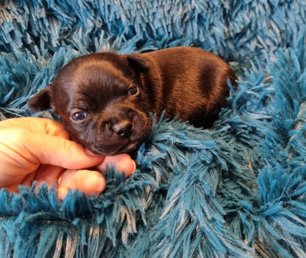 Staffordshire bull terrier cuccioli staffy