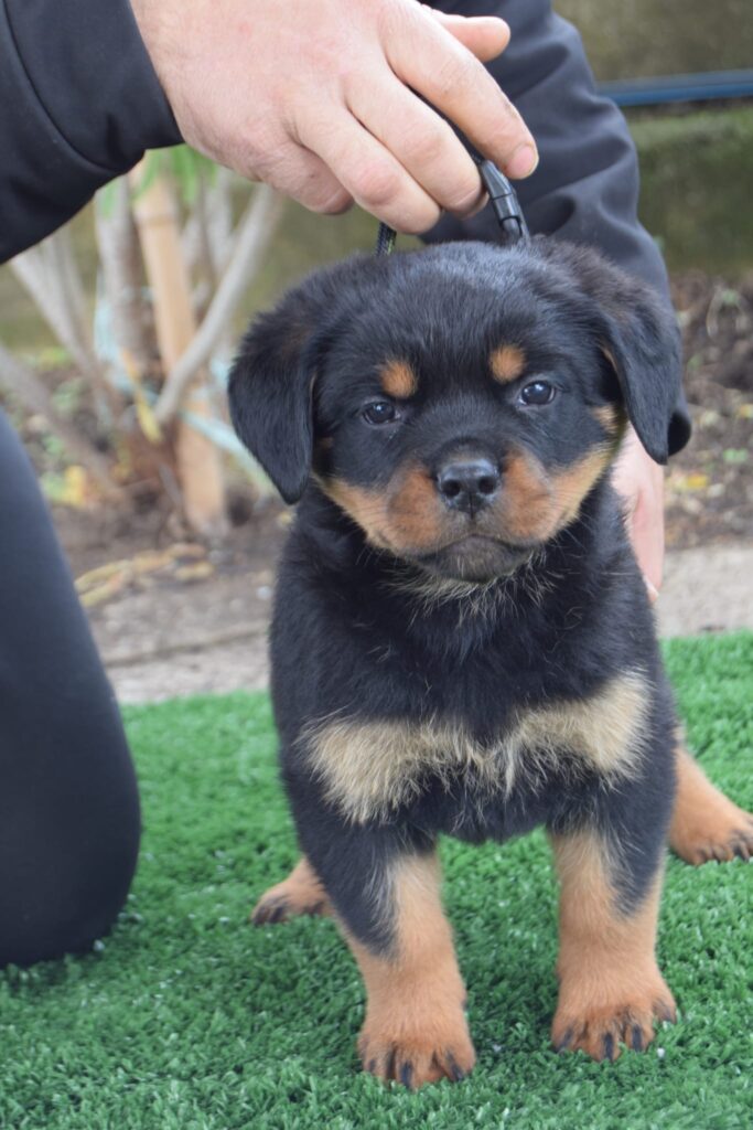 Cuccioli Rottweiler con pedigree