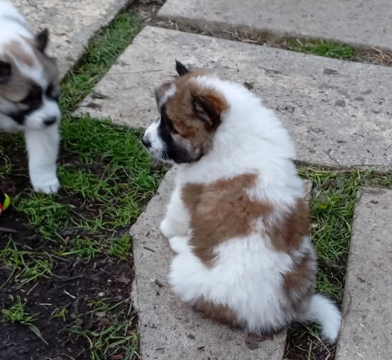 Cuccioli di pura razza THAI BANGKAEW DOG (Gruppo V - Primitivi e Spitz Asiatici)