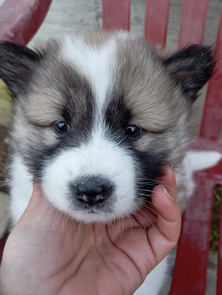 Cuccioli di pura razza THAI BANGKAEW DOG (Gruppo V - Primitivi e Spitz Asiatici)