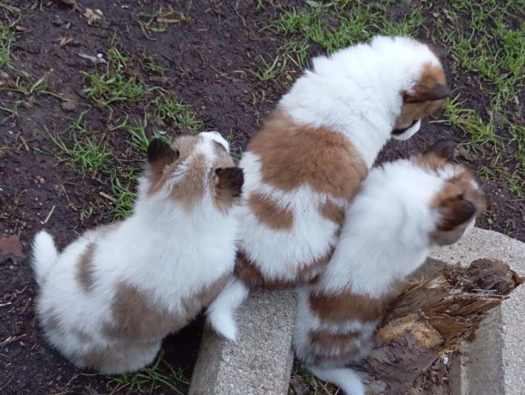 Cuccioli di pura razza THAI BANGKAEW DOG (Gruppo V - Primitivi e Spitz Asiatici)