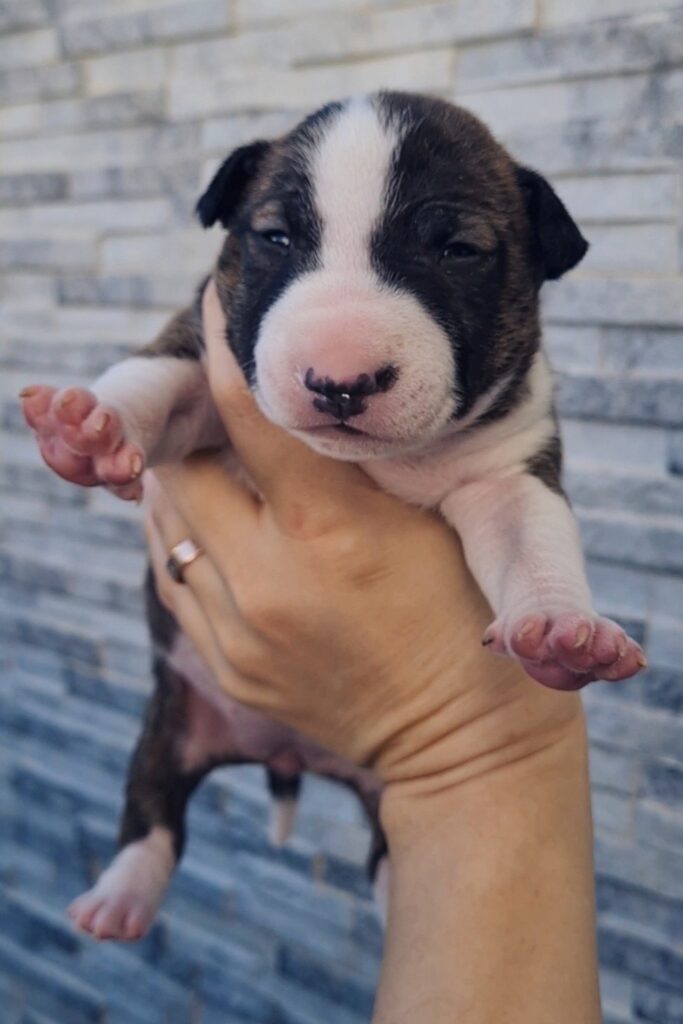 CUCCIOLI ENGLISH MINIATIRE BULL TERRIER