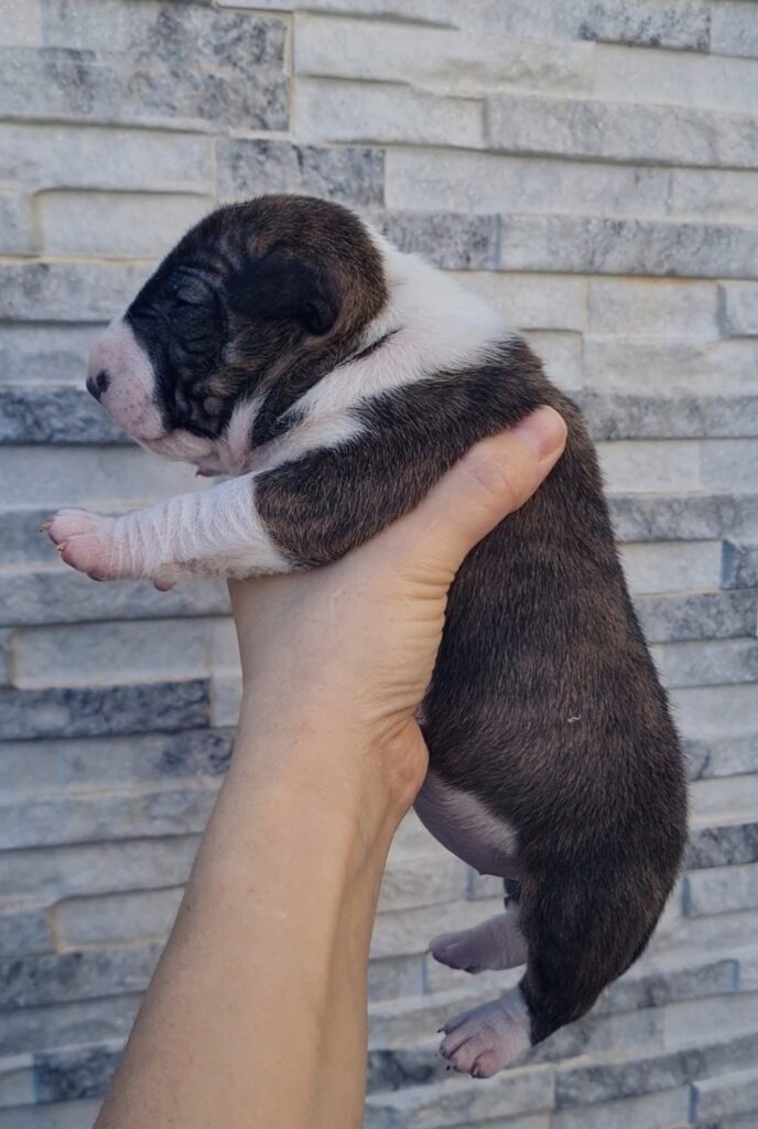 CUCCIOLI ENGLISH MINIATIRE BULL TERRIER