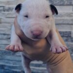 CUCCIOLI ENGLISH MINIATIRE BULL TERRIER