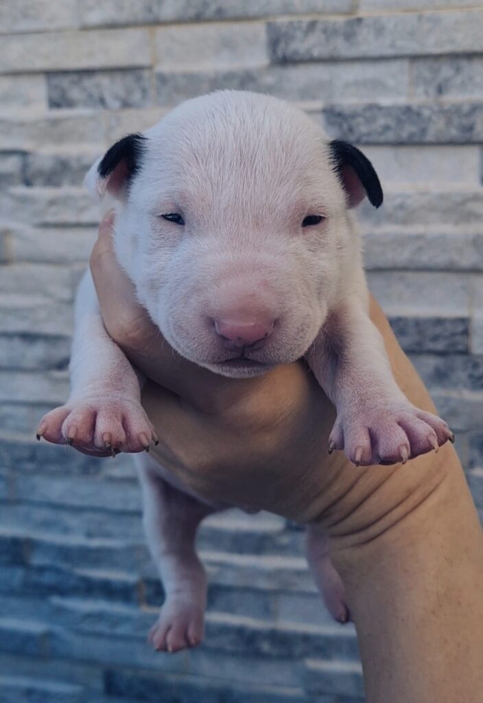 CUCCIOLI ENGLISH MINIATIRE BULL TERRIER