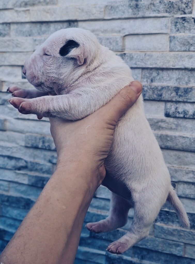 CUCCIOLI ENGLISH MINIATIRE BULL TERRIER