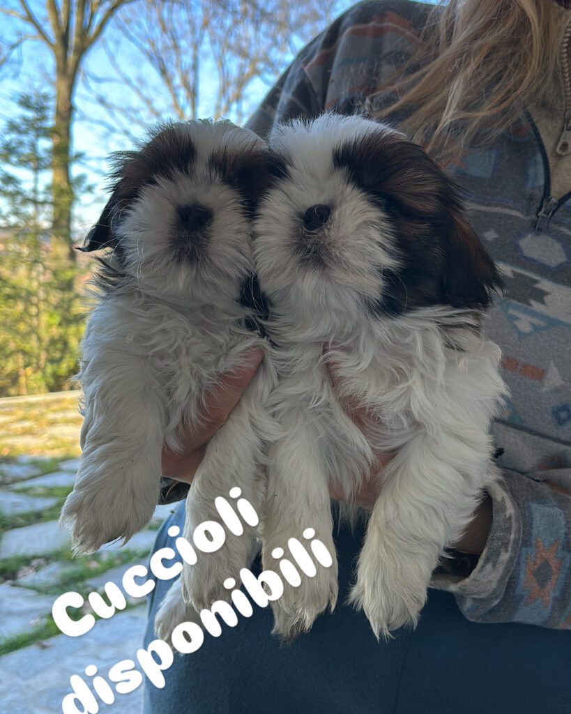 Cuccioli di shih tzu