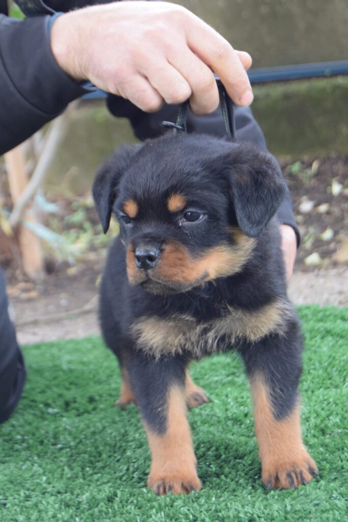 Cuccioli Rottweiler con pedigree