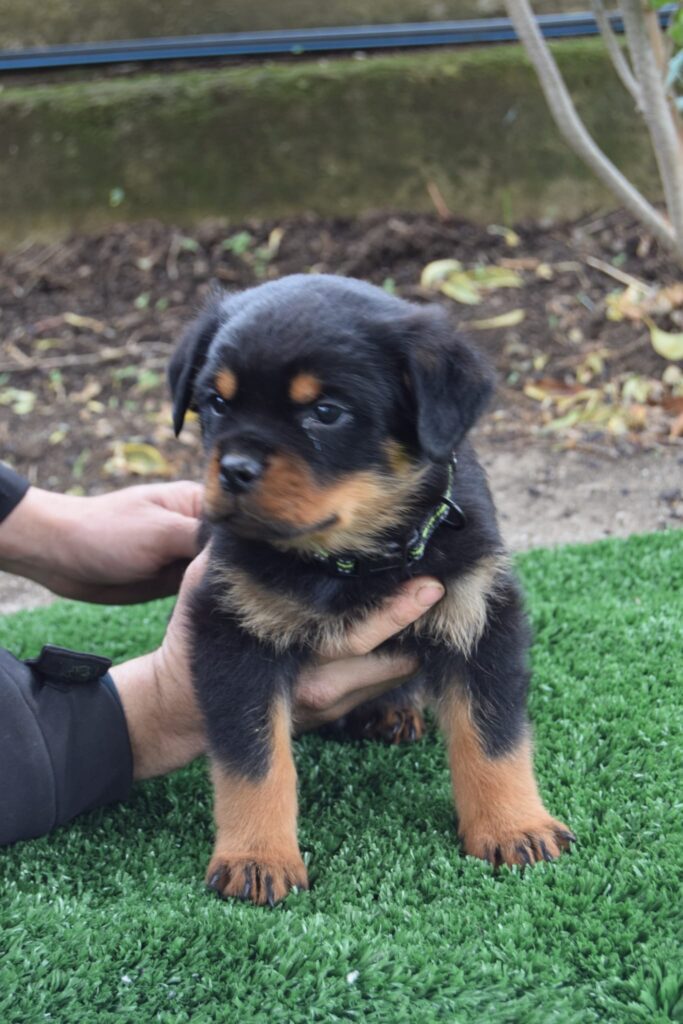 Cuccioli Rottweiler con pedigree