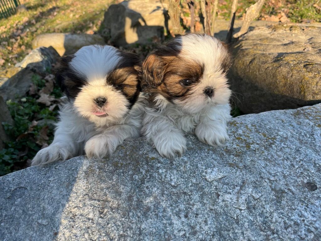 Cuccioli di shih tzu