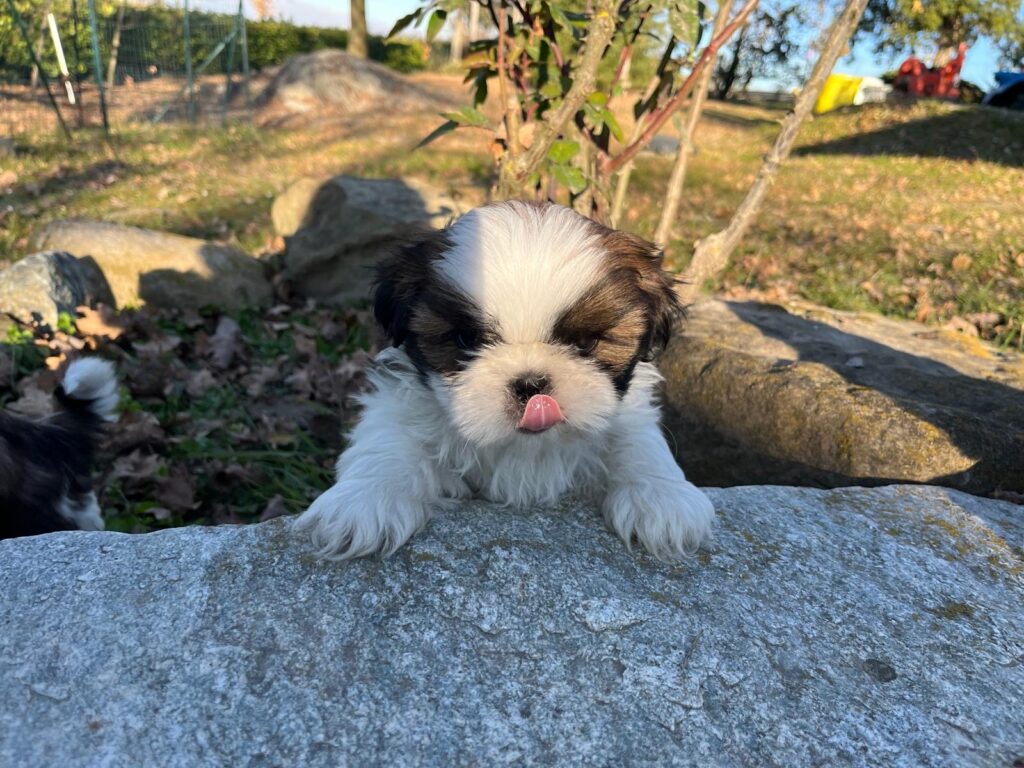 Cuccioli di shih tzu