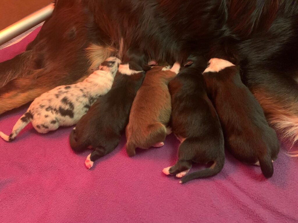 Cuccioli di Pastore Australiano/Australian Shepherd