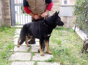 Dog City Scuola Addestramento Cani di Lorenzo Gnerucci Roma