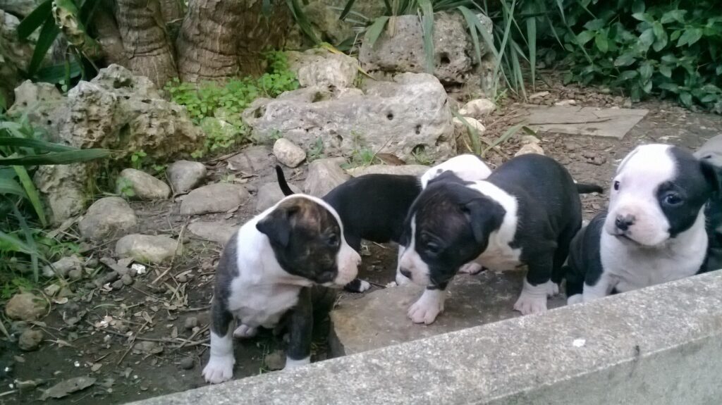 Cuccioli Amstaff American Staffordshire Terrier con pedigree in Italia