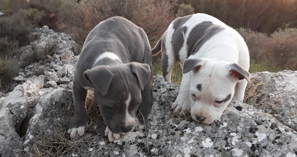 Cuccioli Amstaff Blu Italia. Allevamento American Staffordshire Terrier in Puglia.