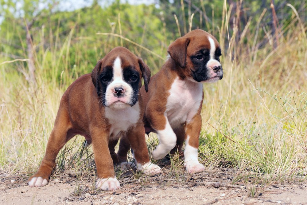 Cuccioli Boxer Allevamento di Villa Selen in Puglia Basilicata Calabria Campania Italia