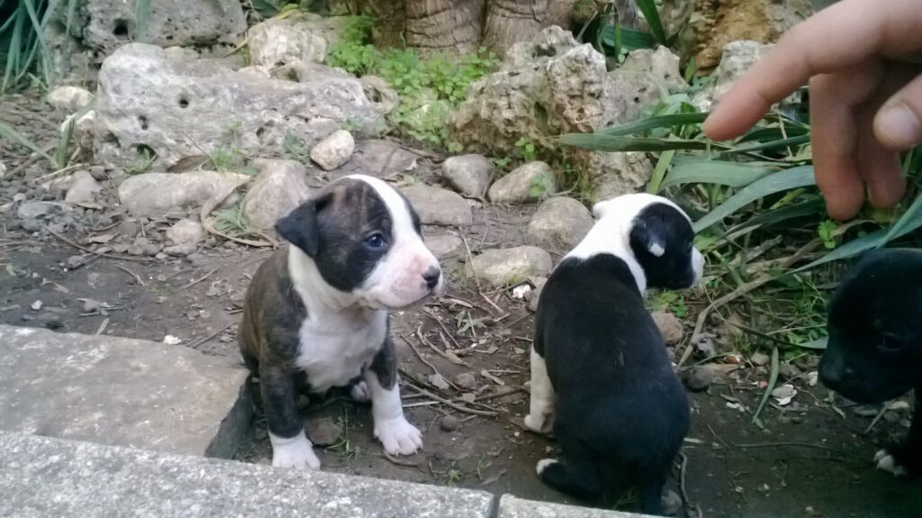 Cuccioli Amstaff American Staffordshire Terrier con pedigree in Italia