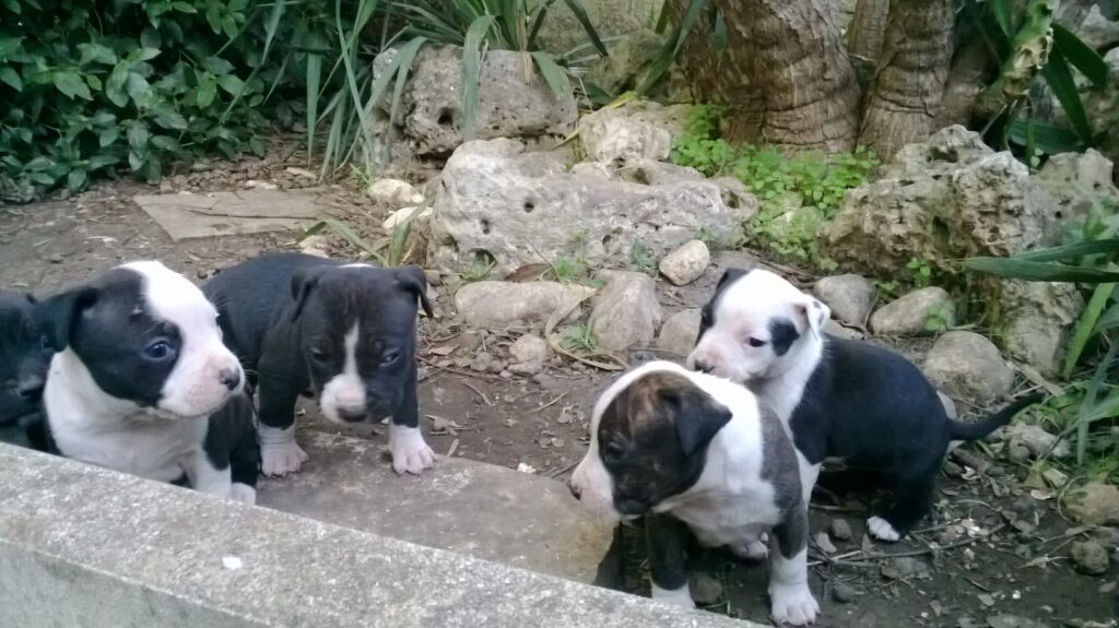 Cuccioli Amstaff American Staffordshire Terrier con pedigree in Italia