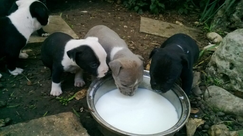 Cuccioli Amstaff American Staffordshire Terrier con pedigree in Italia