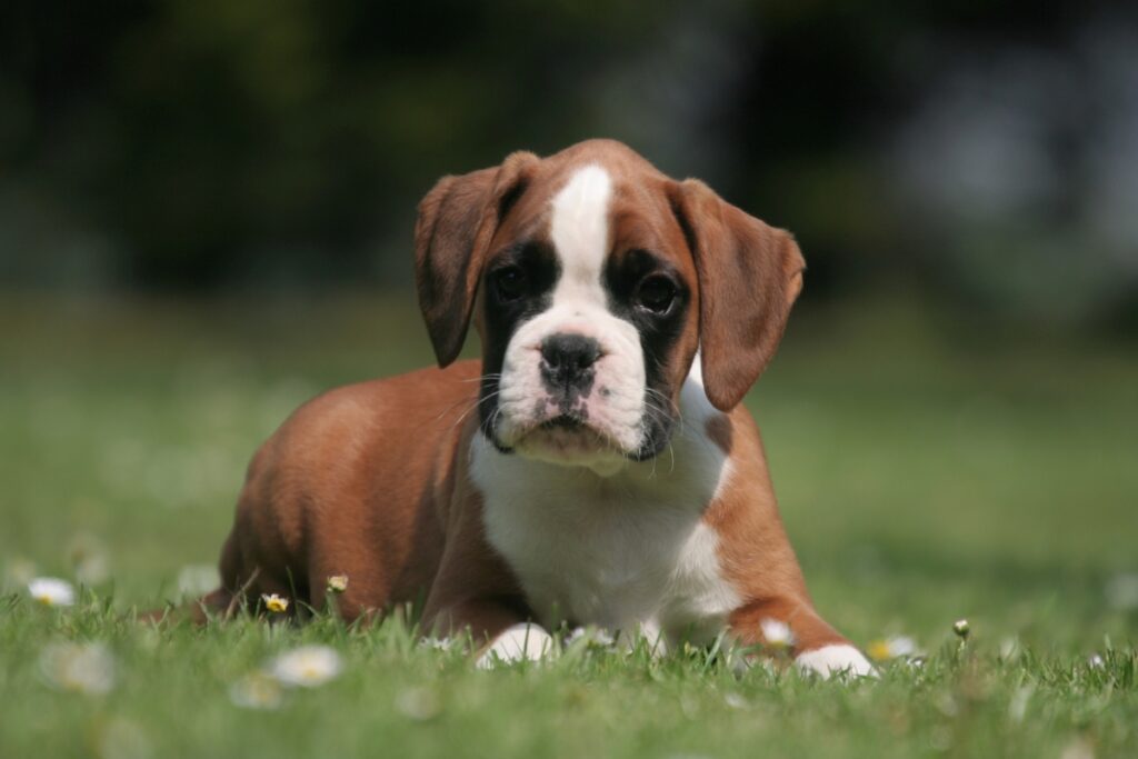 Cuccioli Boxer Allevamento di Villa Selen in Puglia Basilicata Calabria Campania Italia